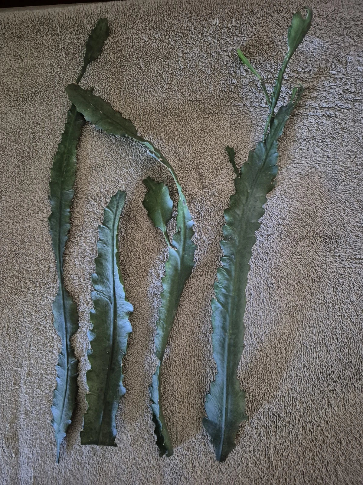 German Empress Cuttings - 4 Premium Propagation Cuttings - Syngonium podophyllum - Indoor/Outdoor Plant Decor