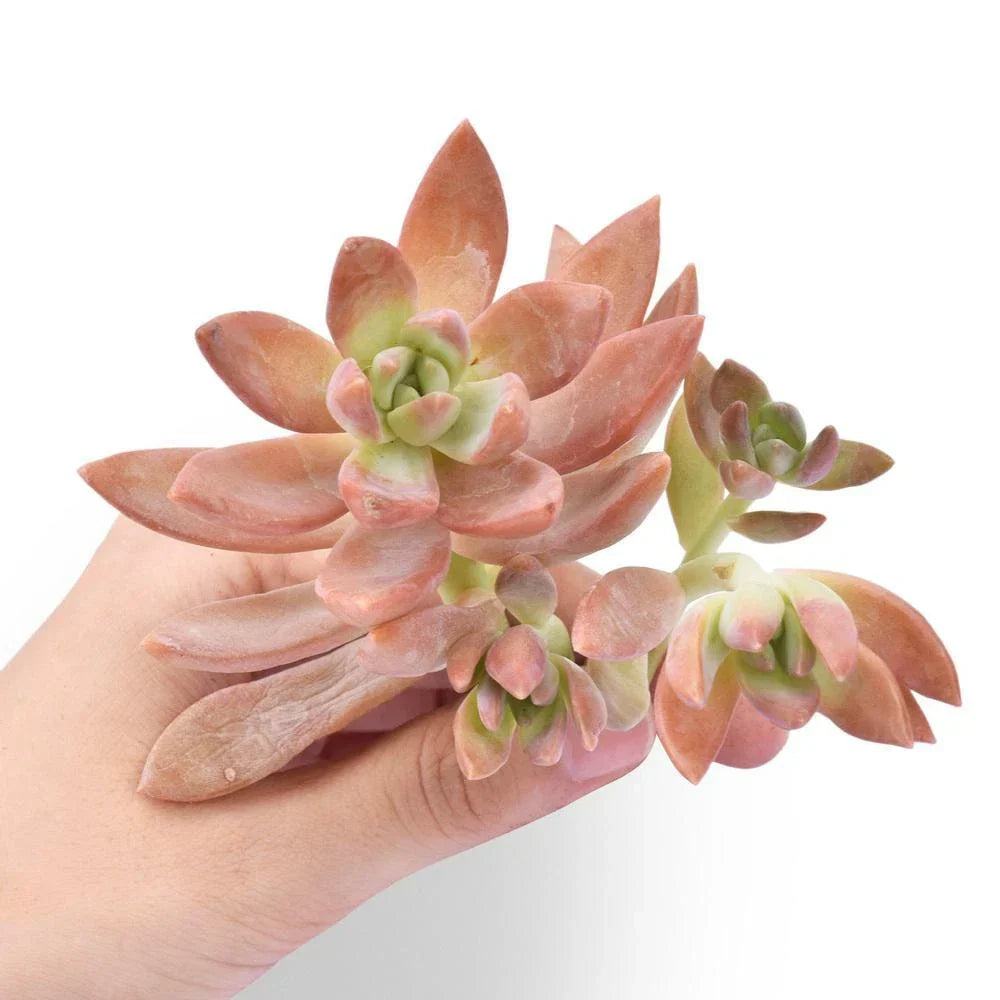 Fresh Sedum Adolfii Cuttings - 5 Golden Succulent Cuttings - Sedum adolphii - Ideal for Crafts, Arrangements, and Plant Favors