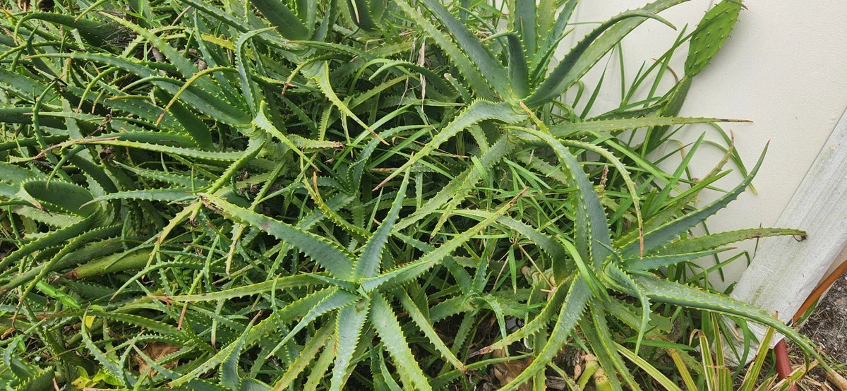 Bulk Aloe Arborescens Stem Cuttings - Natural Healing Succulent - Medicinal Plant for Home Gardens - Aloe Arborescens