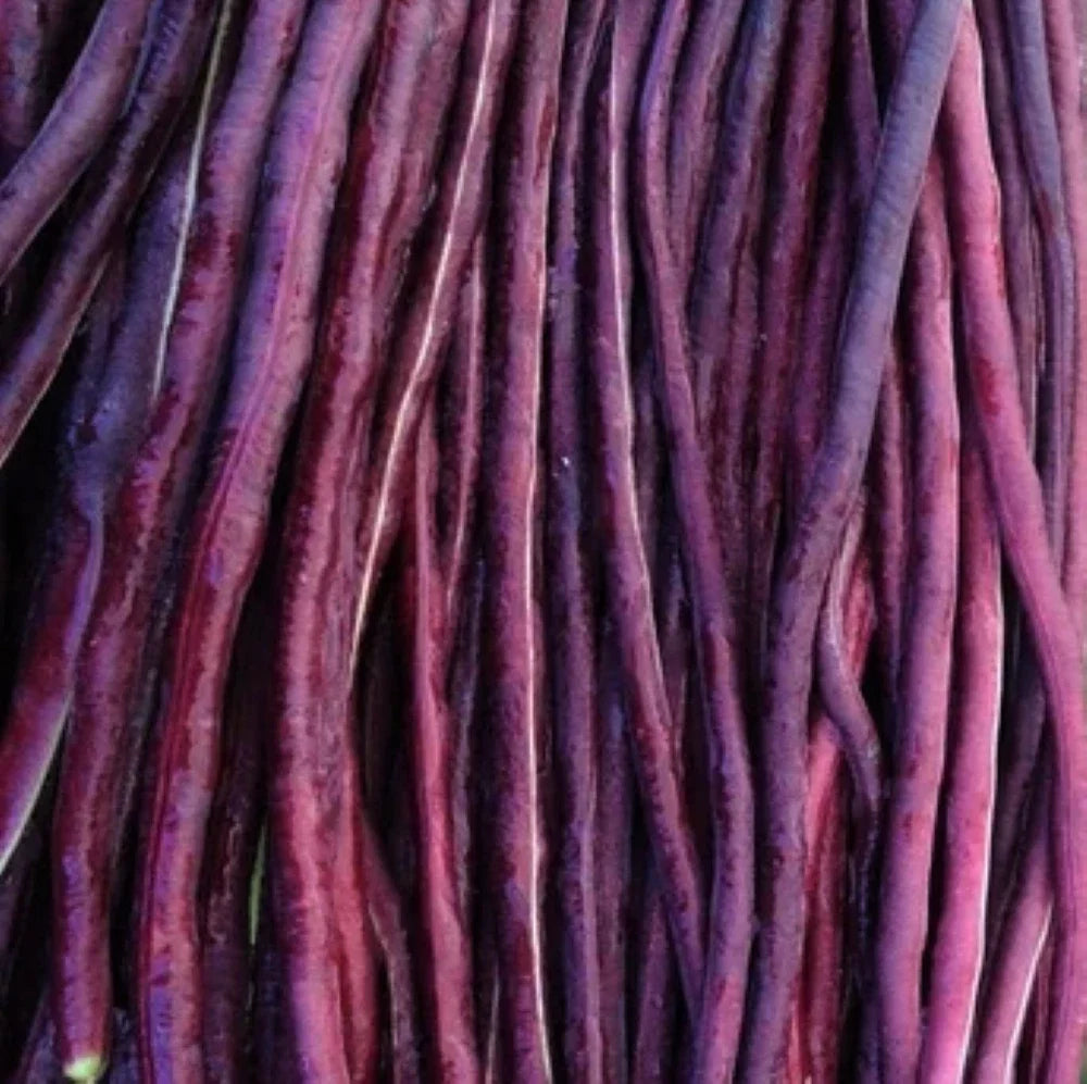 Purple Mart Yard Long Bean Seeds - Organic Heirloom Edamame - Vigna unguiculata subsp. sesquipedalis - 50 Seeds Pack