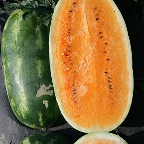 Tendersweet Orange Watermelon Seeds - 10 Rare Seeds for Planting - Citrullus lanatus - Sweet Juicy Melons