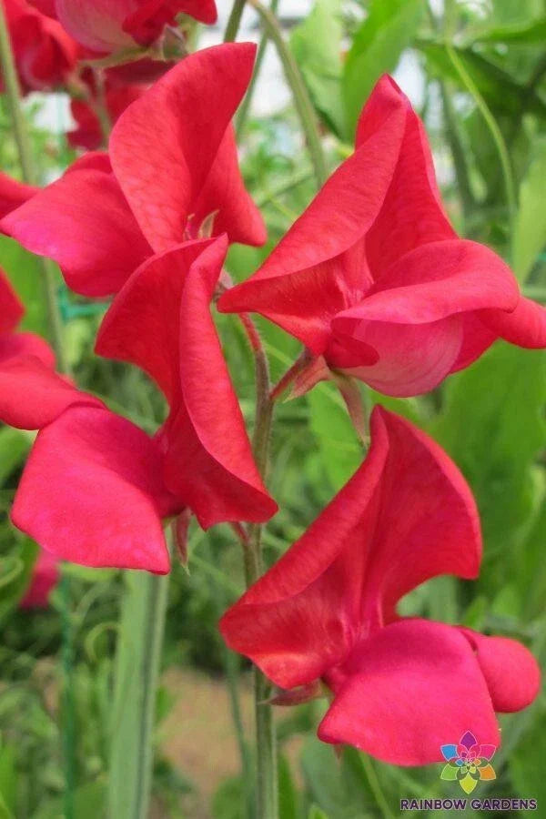 Sweet Pea Seeds 50+ Pack | King Edward VII Heirloom | Lathyrus odoratus | Fragrant Pink Blooms for Garden Planting
