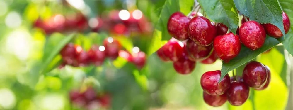 Sweet Cherry Tree Seeds - Prunus avium - Organic Heirloom Variety for Planting - Fruit Garden Seeds