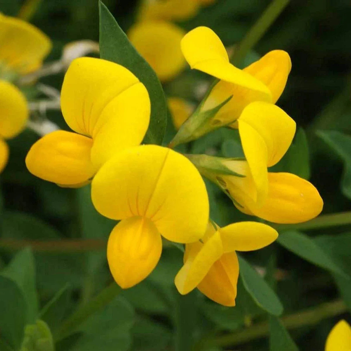 Bird's Foot Trefoil Wildflower Seeds 1/4 Lb Mylar Packet - Yellow Flowers - Lotus corniculatus - Non-GMO, Pollinator-Friendly
