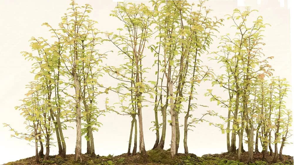 Redwood Bonsai Tree Seeds - 25 Seeds - Sequoia Sempervirens - Ideal for Indoor/Outdoor Growing - Ships from USA