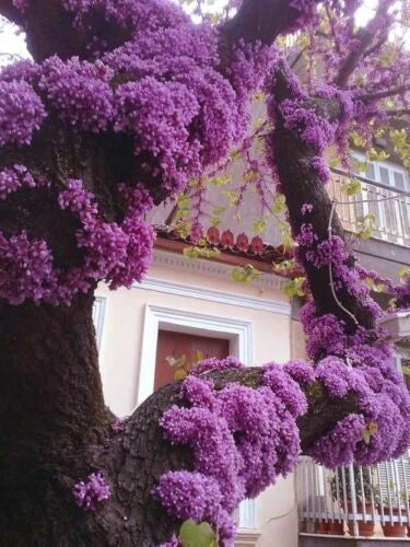 Eastern Redbud Tree Cuttings 4 + 2 Size Beautiful Pink Flowers Cercis canadensis