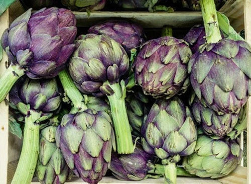Purple Romagna Artichoke Seeds - 15+ Heirloom Organic Seeds - Cynara scolymus - Non-GMO Perennial Gardening Supplies