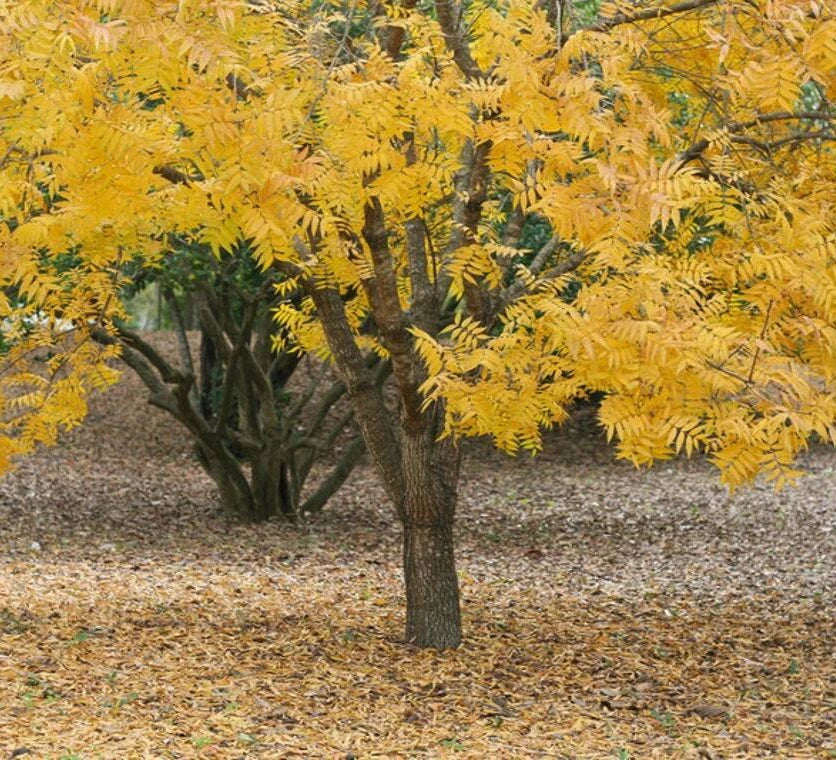 Thornless Honey Locust Trees - 18-24" Bare Root Live Plants - Gleditsia triacanthos f. inermis - Fast Growing Shade Trees