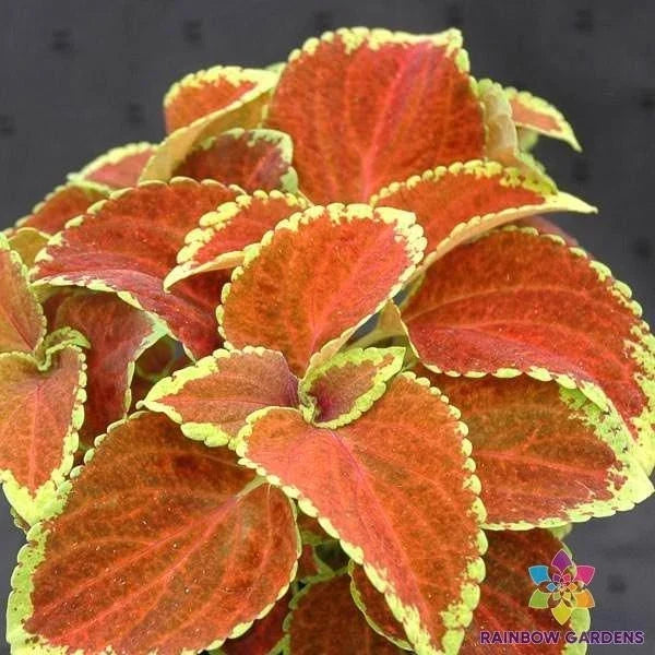 Coleus Seeds - 25 Fairway Orange - Solenostemon scutellarioides - Vibrant Ornamental Plant for Garden or Container Planting