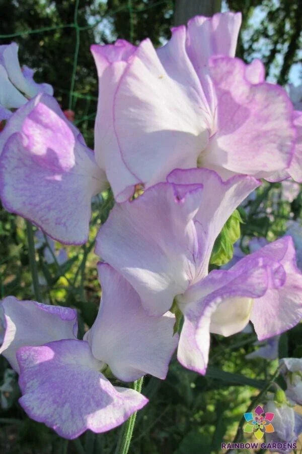 Margaret Hastie Sweet Pea Seeds - 50+ Pack - Lathyrus odoratus - Fragrant Climbing Flowers for Garden Planting