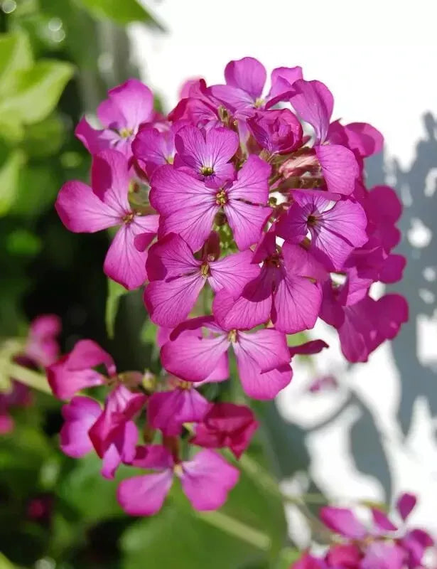 Dame's Rocket Seeds 585 - Rose Fuchsia Perennial Flower Seeds - Hesperis matronalis - Easy to Grow Garden Plants