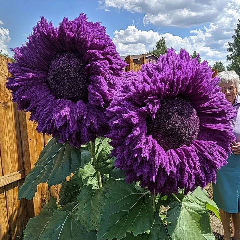 Giant Teddy Bear Sunflower Seeds - 50pcs Purple Enchanting Variety - Helianthus annuus for Magical Garden Borders