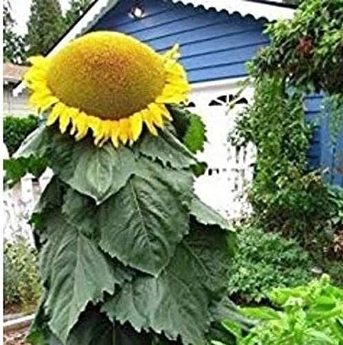 Mongolian Sunflower Seeds | 10 Seeds | Helianthus annuus | Biggest Sunflower in the World
