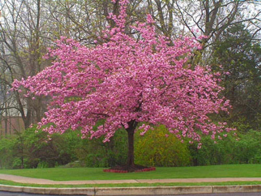 Stella Cherry Tree Seeds - 5 Pack - Pink Flowering Ornamental - Prunus serrulata 'Stella' - Ideal for Gardens & Landscapes