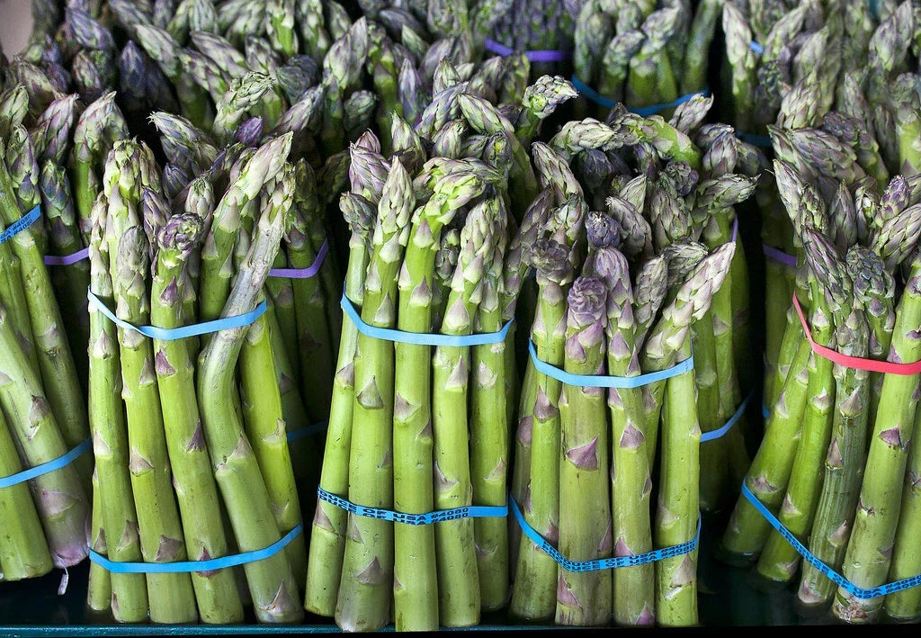 Asparagus Seeds - 100 Count - Mary Washington Variety - Asparagus officinalis - Non-GMO Heirloom for Home Gardens