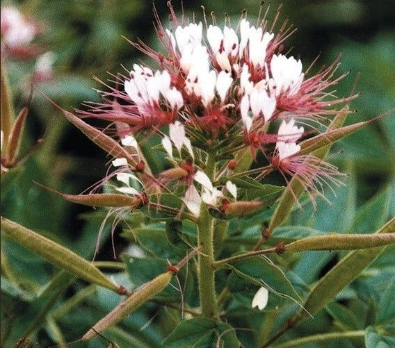 Red White Spider Flower Seeds - 100 Perennial Seeds - Clome Spinosa - Attracts Bees - US Seller