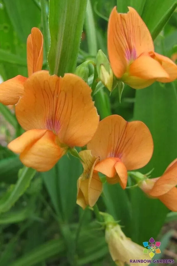 Annual Sweet Pea Seeds Pack of 50 - Lathyrus annuus 'Mrs R. Penney' - Fragrant Pink Purple White Blooms for Garden Planting