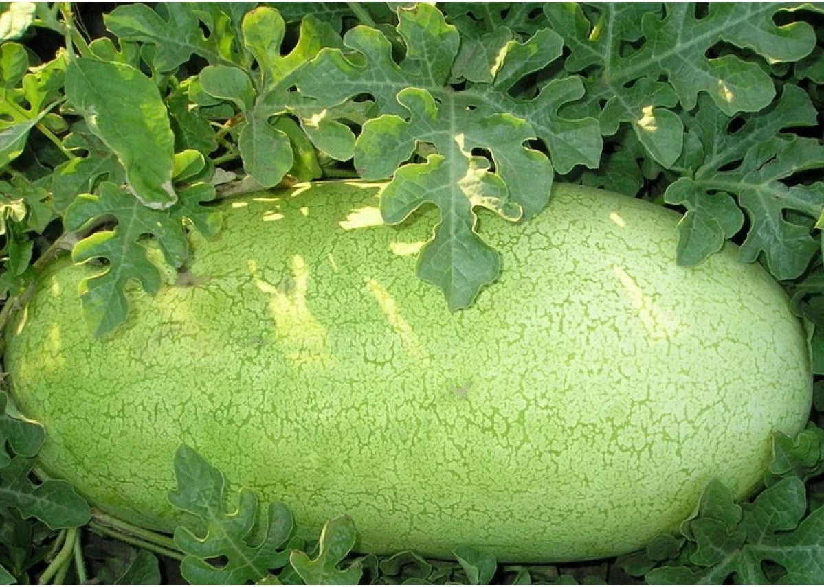 Charleston Grey Watermelon Seeds - 20 Heirloom Seeds, Pale Green Skin, Citrullus lanatus, Sweet Juicy Flavor