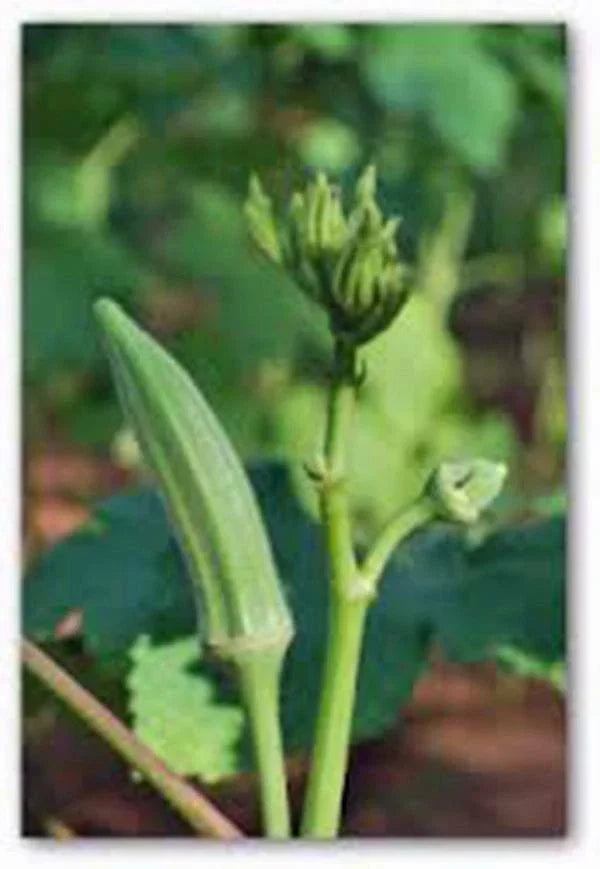 Okra Seeds 500 Count Perkins Long Pod Heirloom Non-GMO Abelmoschus esculentus for Home Garden and Culinary Use