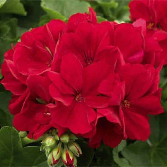 Red Geranium Seeds - 10 Perennial Flower Seeds - Vibrant Red Blooms - Pelargonium hortorum - US Seller