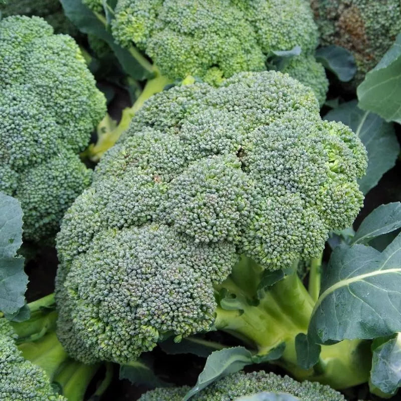 Organic Heirloom Broccoli Seeds 25+ Pack - Waltham 29 Non-GMO (Brassica oleracea var. italica) for Home Gardening