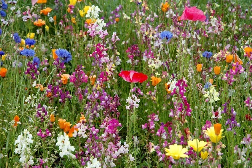 Wildflower Seed Pack - 1 oz Dry Land Wildflowers for Native Gardens - Eco-Friendly Seeds for Pollinators, Various Species