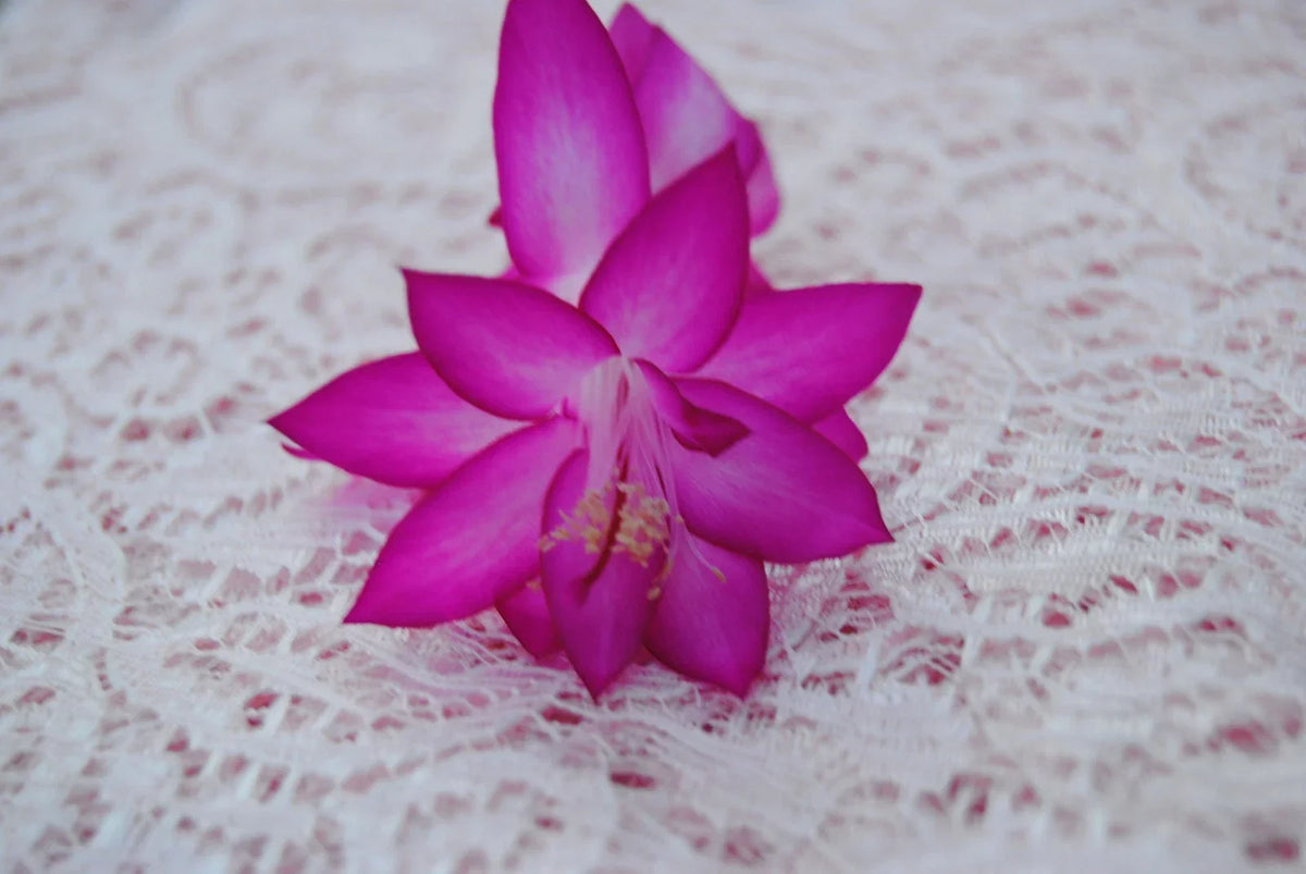 Christmas Cactus Starter Plant - Japanese Dream - Schlumbergera Truncata - Vibrant Flowers - Easy Care Indoor Succulent