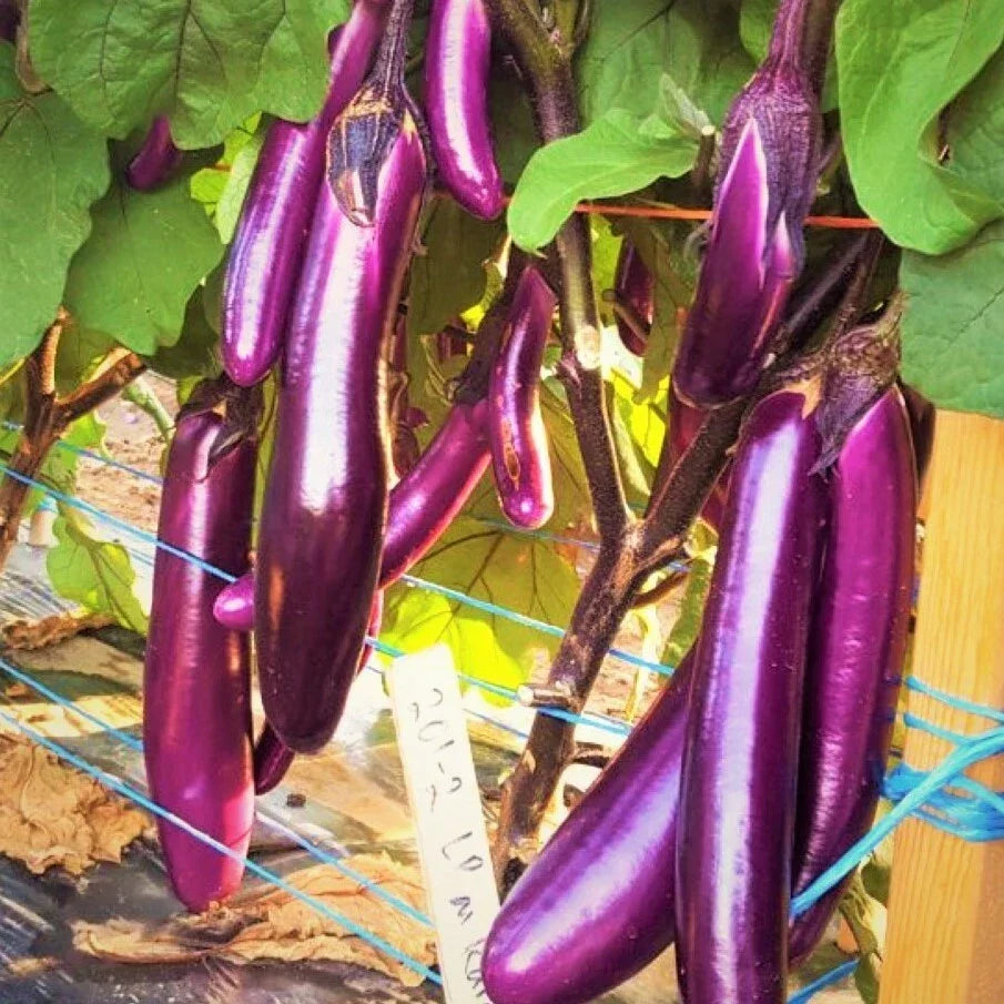 Purple Shine Chinese Eggplant Seeds - 20 Seeds - Long Aubergine - Solanum melongena - Non-GMO Asian Vegetable Seeds