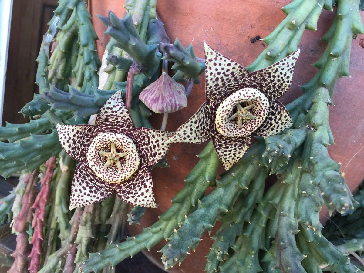 Orbea Variegata Starfish Succulent Cuttings 3"-4" - Unique Variegated Plant for Indoor/Outdoor Decor - Orbea variegata