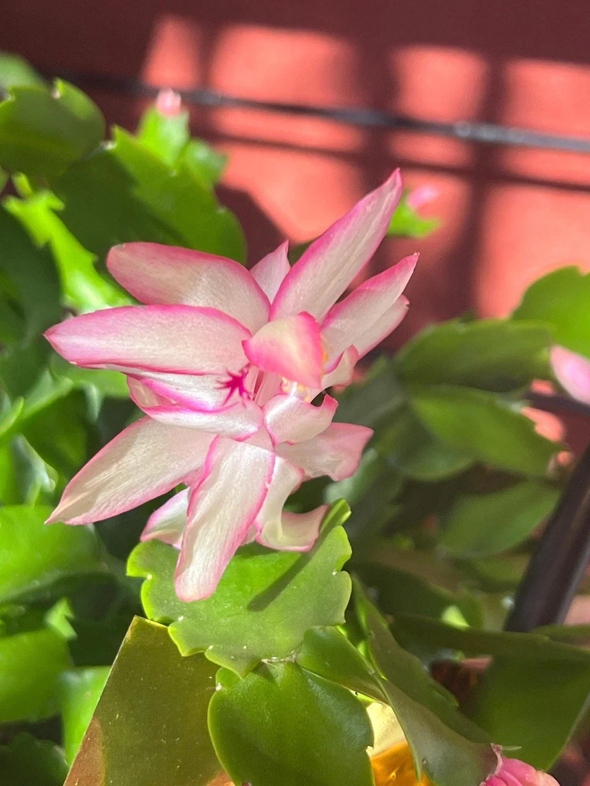 Thanksgiving/Christmas Cactus Cuttings - 3 Unrooted Light Pink with Dark Pink Edges - Schlumbergera truncata