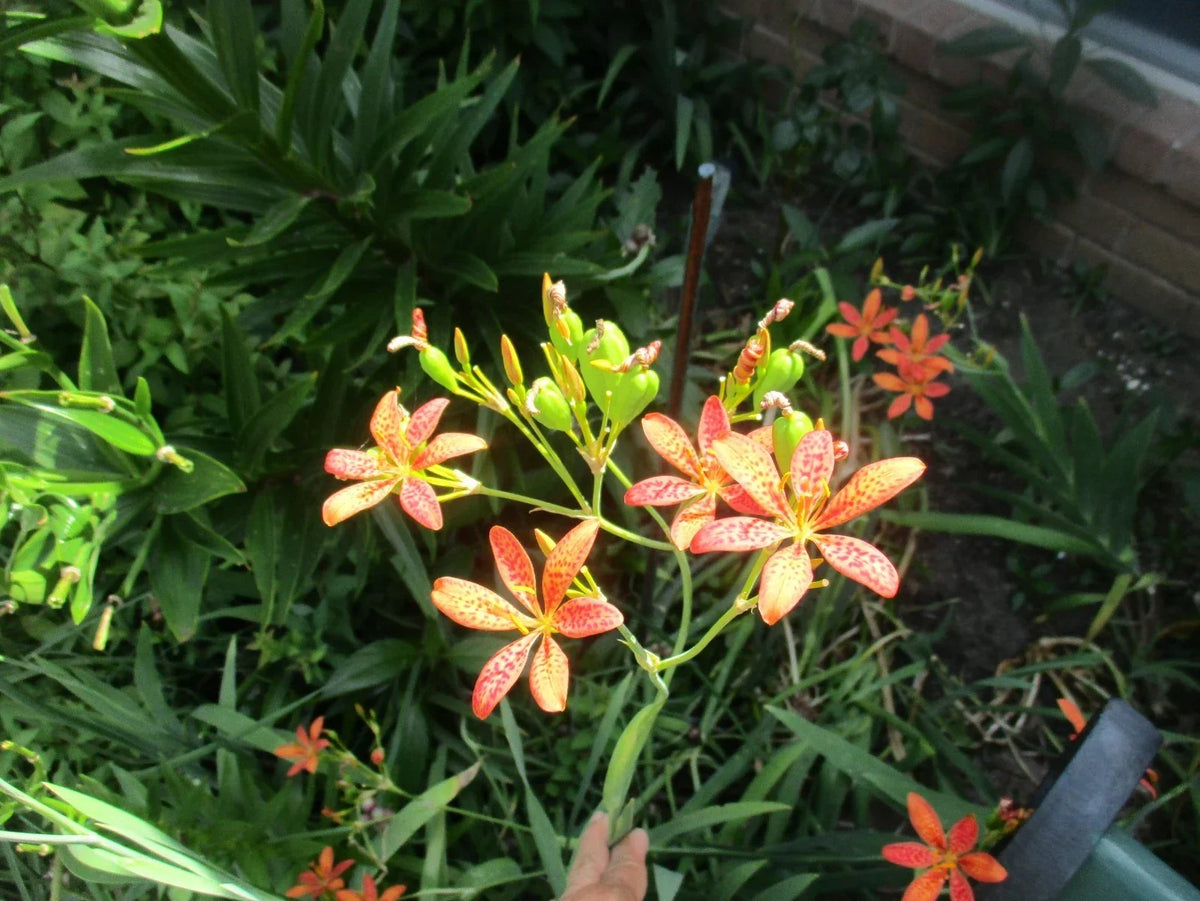 Iris Seeds - 60 Fresh Seeds - Blackberry Leopard Lily - Iris domestica (Belamcanda chinensis) - Easy to Grow Perennial