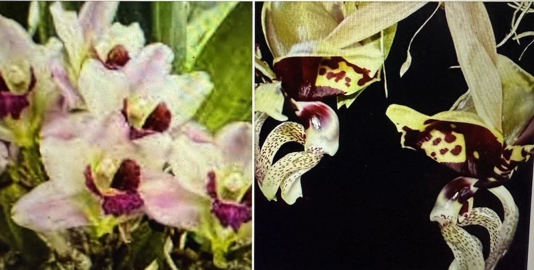 Orchid Plant Bulb Set - 2 Bare Root Bulbs - Stan Oculata & Harria x Ang - Unique Varieties for Collectors - Eco-Friendly
