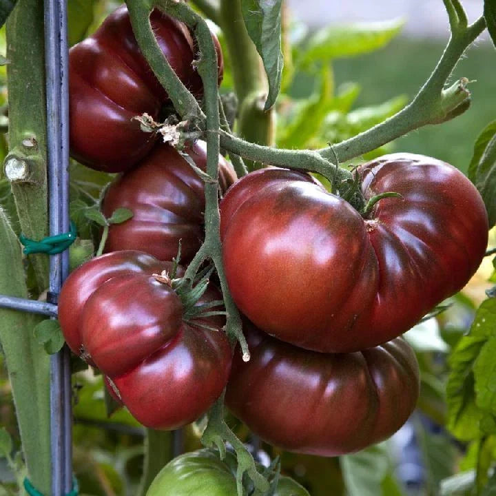 Black Brandywine Tomato Seeds, Non-GMO, Heirloom Potato Leaf Variety, Solanum lycopersicum, Free Shipping