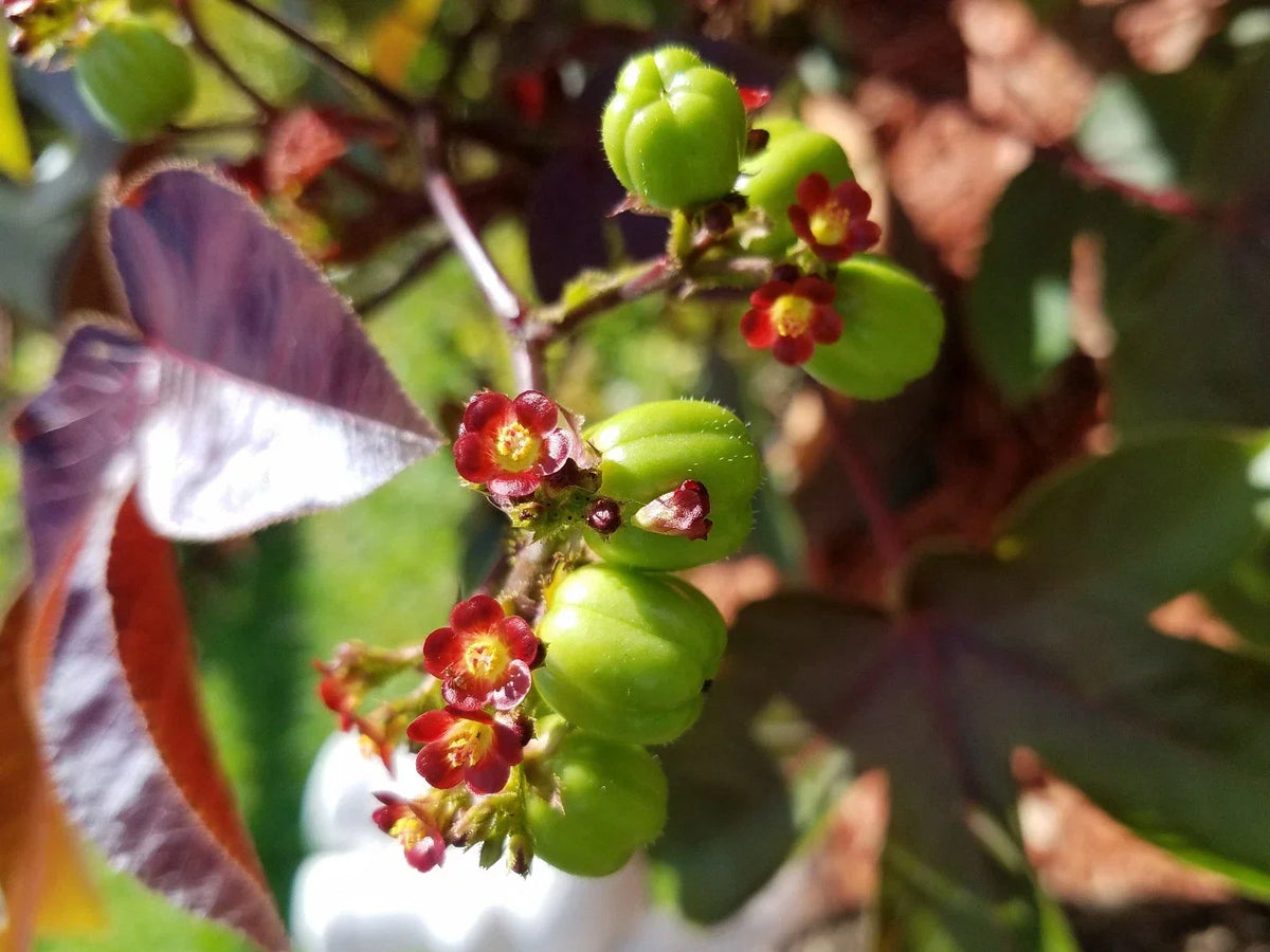 Live Rooted Plant - Jatropha Gossypifolia Belly Ache Bush - Tropical Foliage for Gardens, Medicinal Use, Home Decor