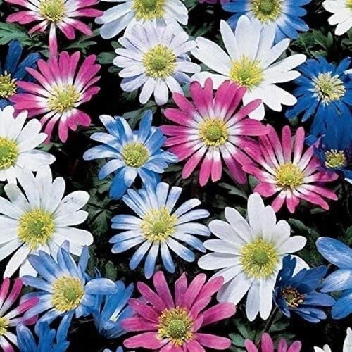 Grecian Windflowers Bulb Mix, 100 Bulbs, Colorful Anemone Blanda for Spring Garden, Low-Growing Flowering Bulbs