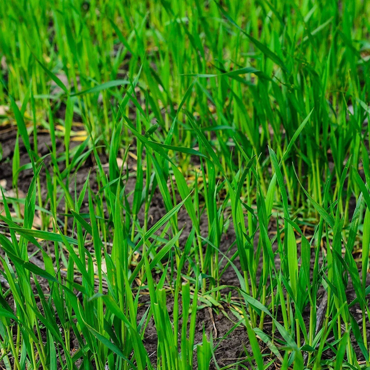 Winter Rye Seed 5lbs - Cover Crop for Food Plot & Wildlife - Secale cereale - Fast Germination, Attracts Deer & Wildlife