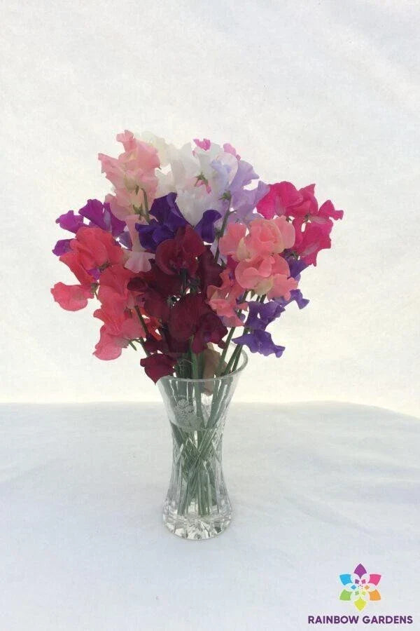 Sweet Pea Seeds - 50+ Pack - Spencer Mixture - Lathyrus odoratus - Fragrant Garden Planting - Non-GMO - USA