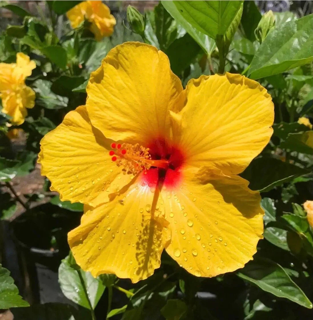 Yellow Hibiscus Cuttings 4 Pack for Rooting/Grafting - Hibiscus rosa-sinensis - Tropical Plant Starter