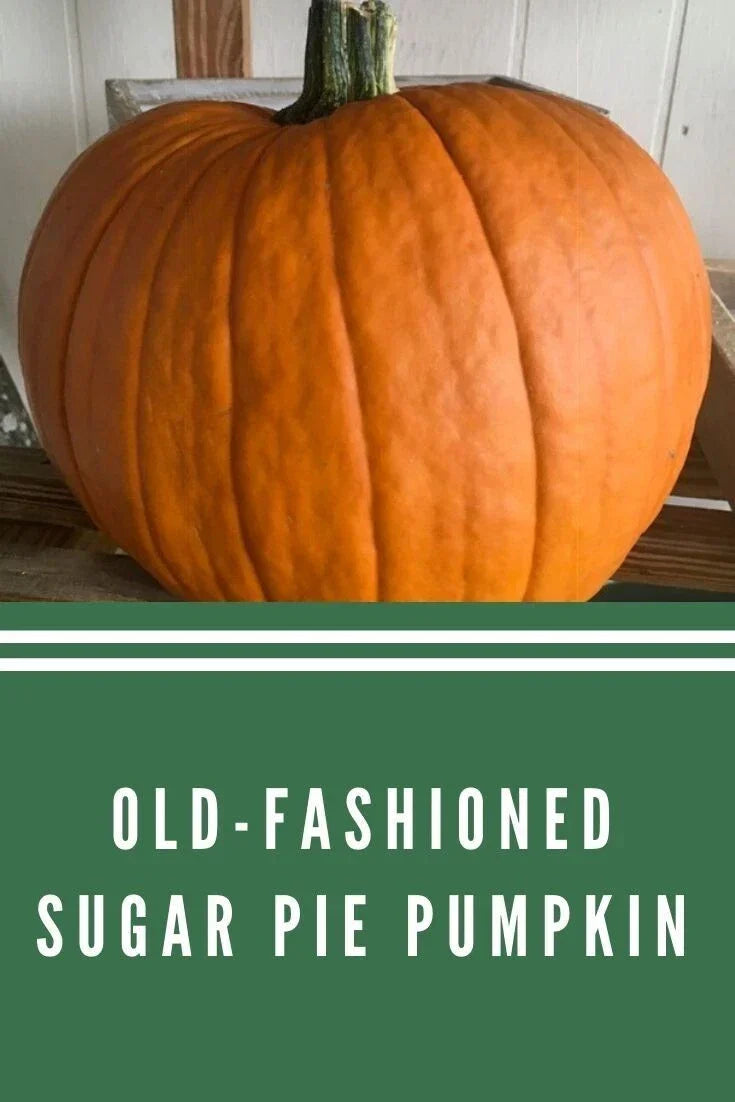 Sugar Pie Pumpkin Seeds - Heirloom Organic Non-GMO - 10+ Seeds - Cucurbita pepo - Ideal for Pumpkin Pie Baking