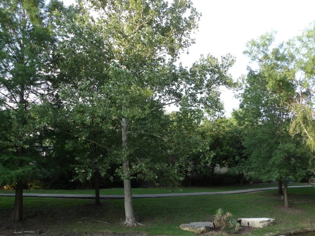 American Sycamore Seeds - Buttonwood Variety - Platanus occidentalis - Fast-Growing Shade Tree for Urban Gardens