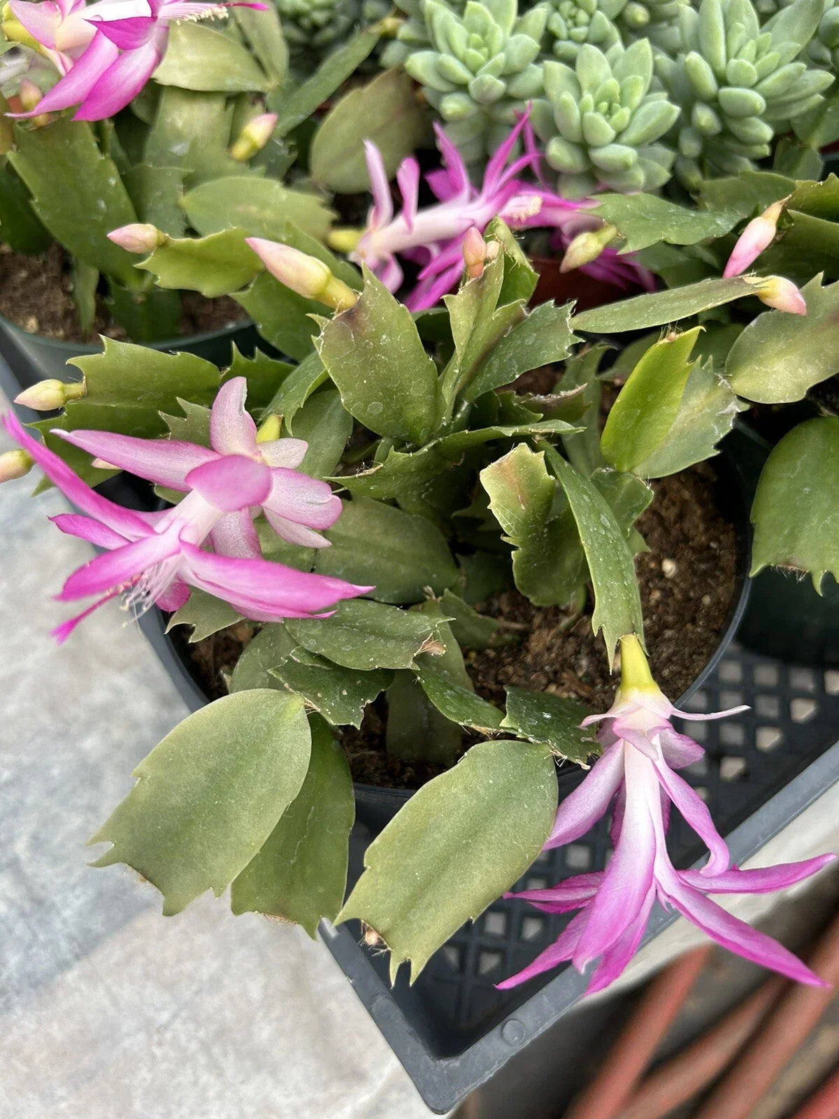 Flowering Christmas Cactus 6 Inch Pot Schlumbergera Truncata Indoor Succulent Plant Holiday Decor