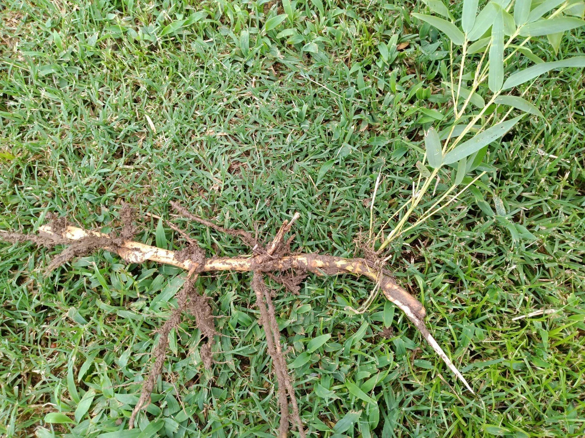 Moso Bamboo Roots - 6pc Live Hardy Rhizomes - Fast Growing Privacy Plant - Phyllostachys edulis - Ideal for Shade & Resilience