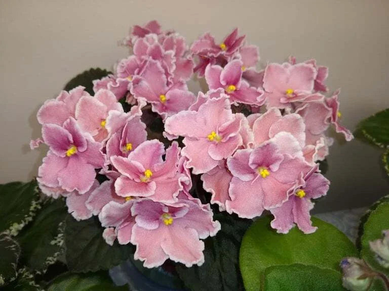 African Violet Leaves 2 Pack *Rockin' Robin* Saintpaulia ionantha - Easy to Propagate Indoor Plants for Vibrant Blooms