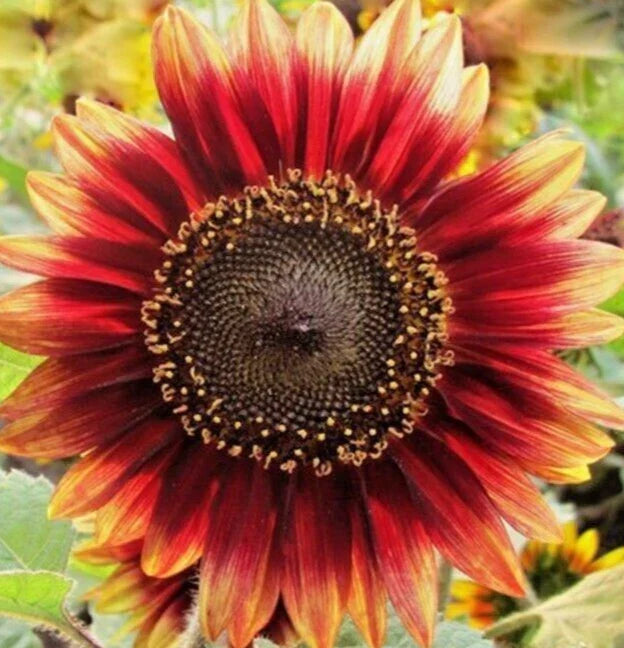 Indian Blanket Sunflower Seeds 30+ Pack, Gaillardia pulchella, Attracts Bees & Birds, Annual Flower Gardening Seeds