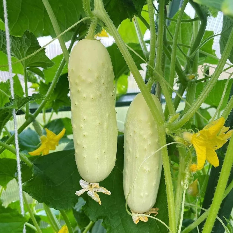 White Wonder Cucumber Seeds - 100+ Organic Heirloom Non-GMO - Rare Variety - Cucumis sativus