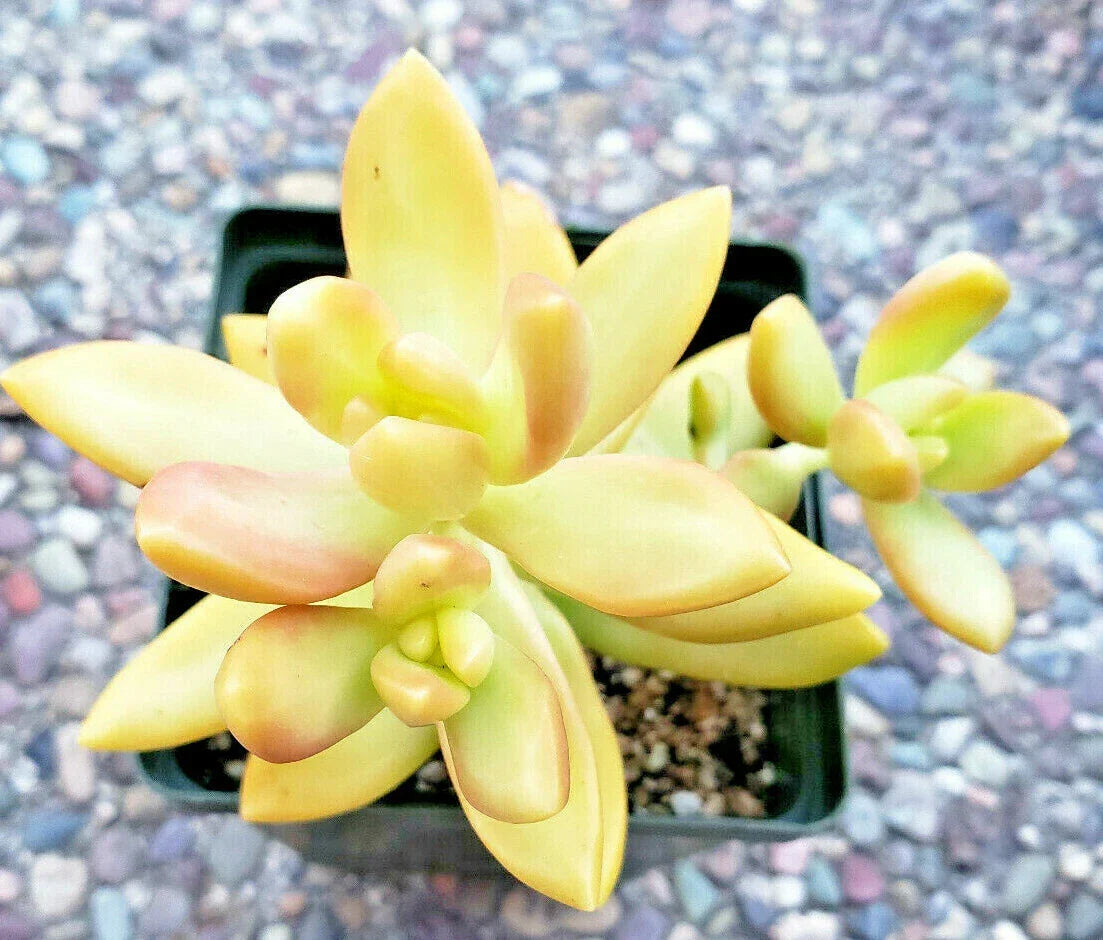 Sedum Plants - 2" Rooted Golden Glow Succulent - Sedum Adolphii - Drought-Tolerant Indoor/Outdoor Decor