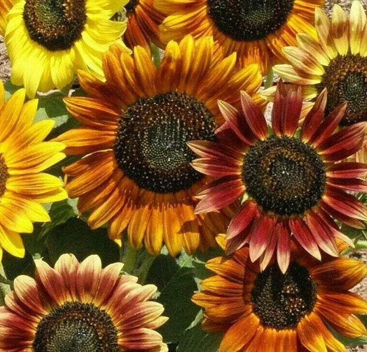 Mardi Gras Sunflower Seeds 30+ Pack Annual Flower Mix for Bees & Butterflies, Helianthus annuus