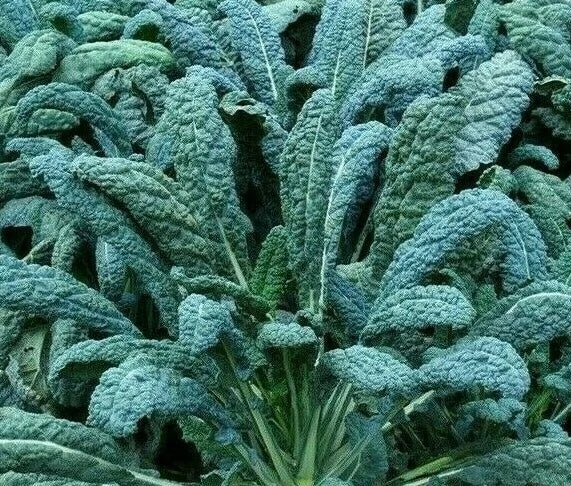 Lacinato Kale Seeds 300+ Count Organic Heirloom Dinosaur Kale Brassica oleracea var. sabellica Vegetable Greens
