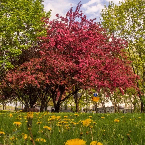 Crabapple Tree Seeds - 10 Seeds, Ornamental Malus sylvestris, Fruit-Bearing Perennial for Garden & Landscape
