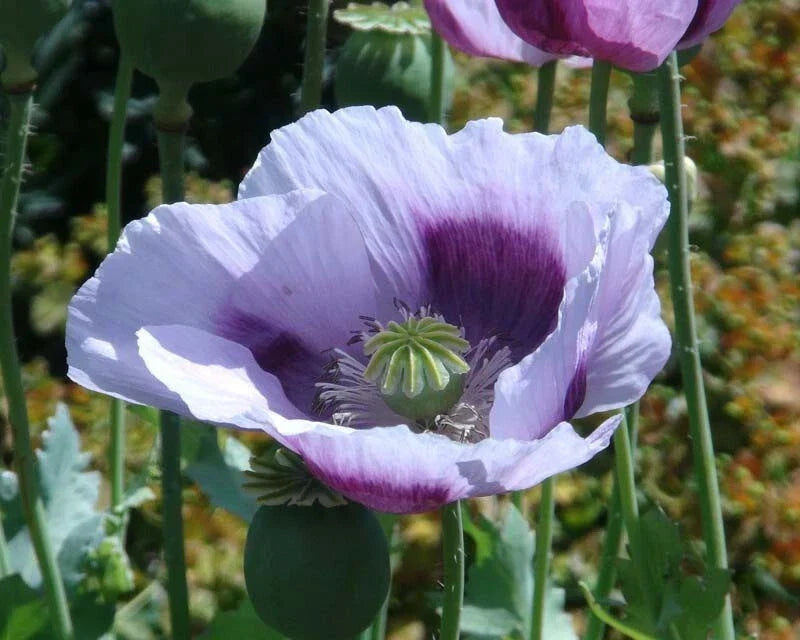 Blue Moon Poppy Seeds Pack - 200+ Seeds - Papaver somniferum - USA Grown, Non-GMO, Vibrant Blue Flowers for Garden